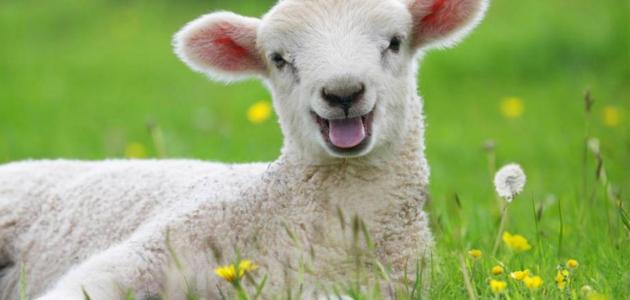 اسم صغير الخروف اسم صغير الخروف