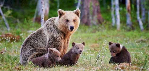 اسم صغير الدب اسم صغير الدب