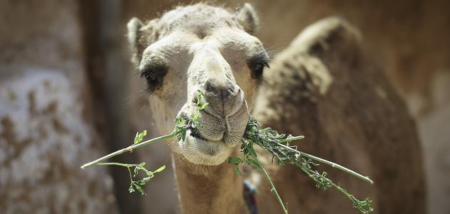 اسم صغير الناقة اسم صغير الناقة