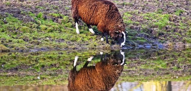 اسم صوت الخروف اسم صوت الخروف