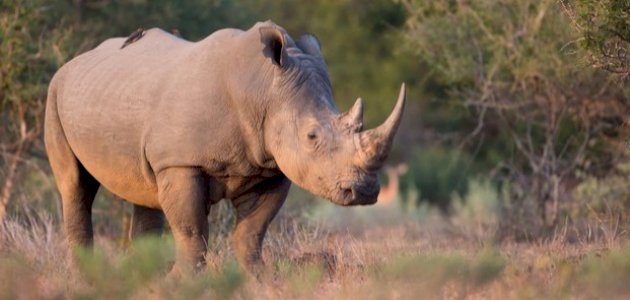 اسم وحيد القرن اسم وحيد القرن