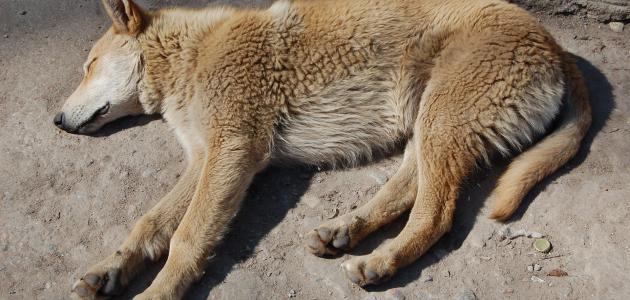 الأمراض الفطرية التي تصيب الحيوانات الأمراض الفطرية التي تصيب الحيوانات