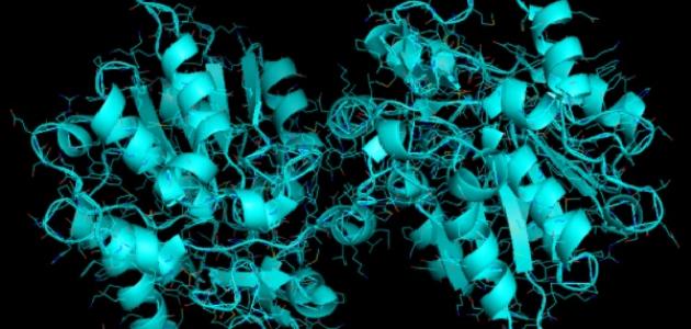 الإنزيمات الإنزيمات