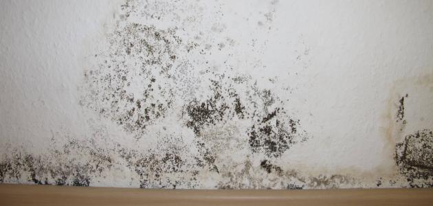 التخلص من العفن والرطوبة التخلص من العفن والرطوبة