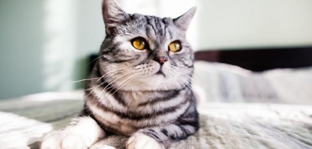 التخلص من رائحة القطط في المنزل التخلص من رائحة القطط في المنزل