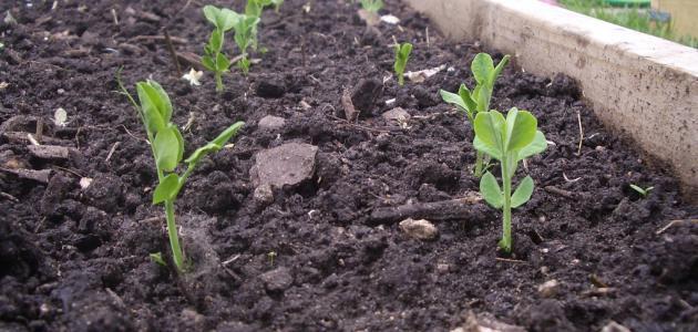 التربة ومكوناتها وأهميتها وطرق حمايتها التربة ومكوناتها وأهميتها وطرق حمايتها