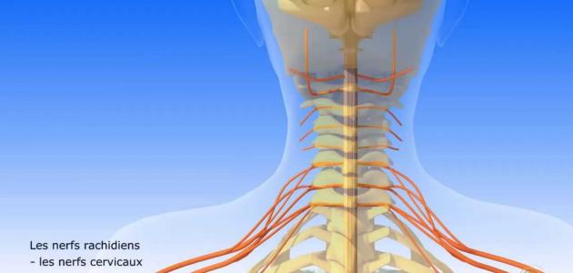 الجهاز العصبي المركزي الجهاز العصبي المركزي