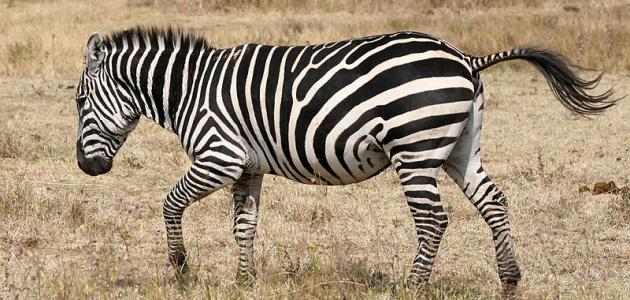 الحمار الوحشي الحمار الوحشي