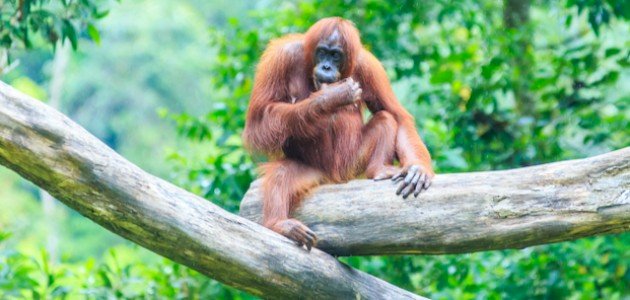 الحيوانات المهددة بالانقراض الحيوانات المهددة بالانقراض