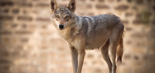 الذئب العربي الذئب العربي