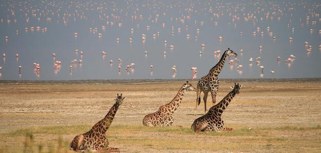 السياحة في تنزانيا السياحة في تنزانيا