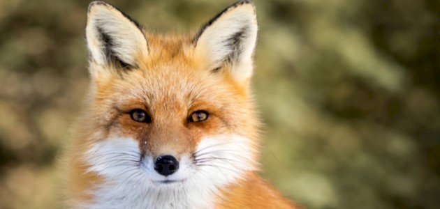 الفرق بين ابن آوى والثعلب الفرق بين ابن آوى والثعلب