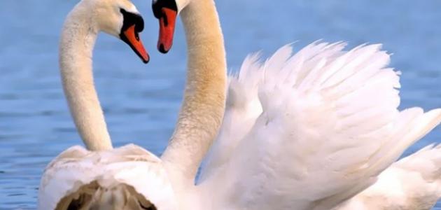 الفرق بين البط والإوز الفرق بين البط والإوز