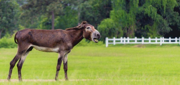الفرق بين البغل والكديش الفرق بين البغل والكديش