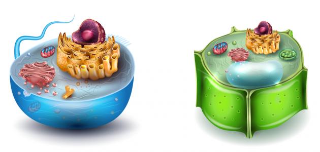 الفرق بين الخلية الحيوانية والنباتية الفرق بين الخلية الحيوانية والنباتية