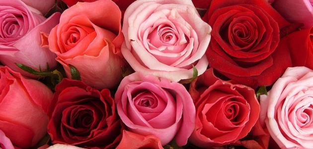 الفرق بين الزهور والورود الفرق بين الزهور والورود