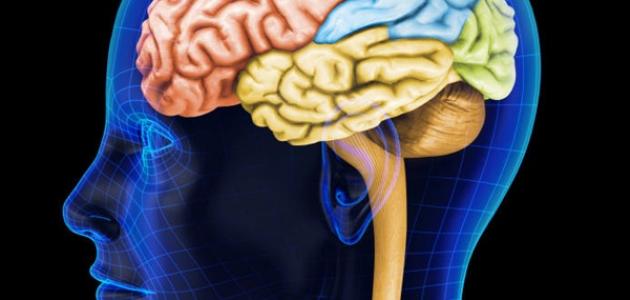 الفرق بين العقل والدماغ الفرق بين العقل والدماغ