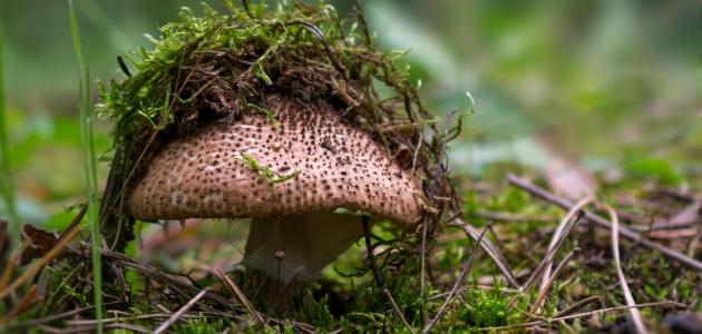 الفرق بين الفطريات والنباتات الفرق بين الفطريات والنباتات