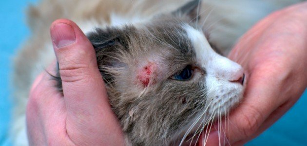 القوباء الحلقية عند القطط وعلاجه القوباء الحلقية عند القطط وعلاجه