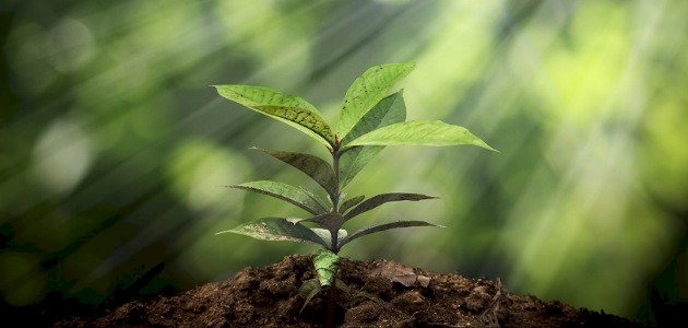 الكلمة الطيبة