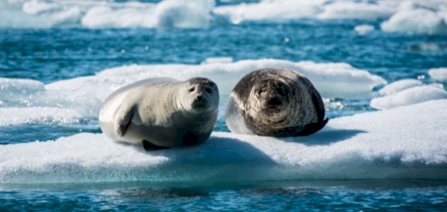 بحث عن الثدييات البحرية بحث عن الثدييات البحرية