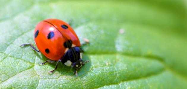 بحث عن الحشرات النافعة للإنسان بحث عن الحشرات النافعة للإنسان