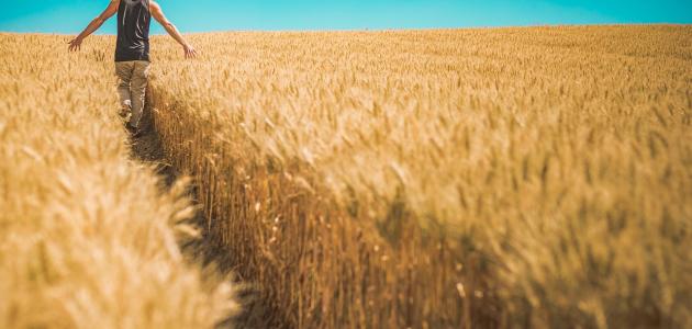 بحث عن الريف بحث عن الريف