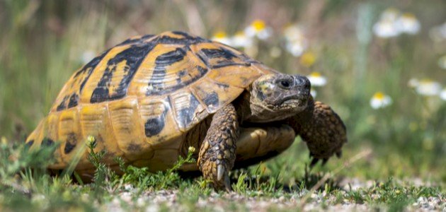 بحث عن السلاحف البرية بحث عن السلاحف البرية