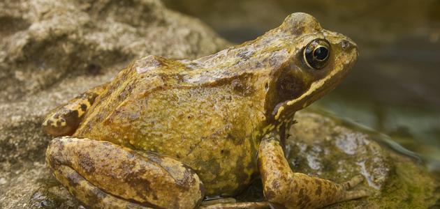 بحث عن الضفدع بحث عن الضفدع