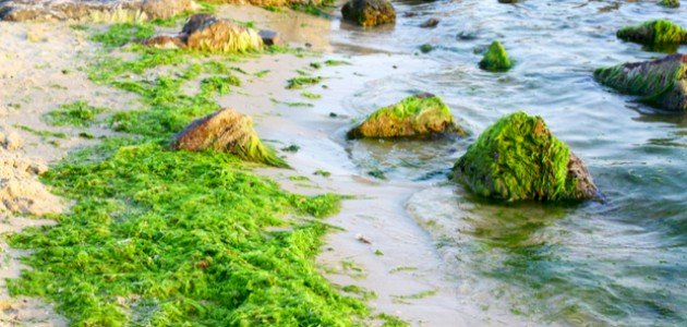 بحث عن الطحالب بحث عن الطحالب