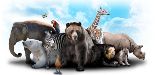 بحث عن تصنيف الحيوانات