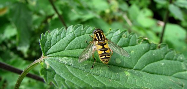 بحث عن تنظيم تنوع الحياة بحث عن تنظيم تنوع الحياة