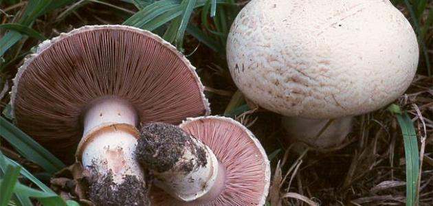 بحث عن تنوع الفطريات وبيئتها بحث عن تنوع الفطريات وبيئتها