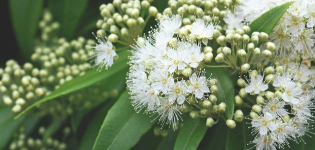 بذور ذوات الفلقة والفلقتين بذور ذوات الفلقة والفلقتين