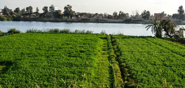 بماذا تشتهر المنصورة بماذا تشتهر المنصورة