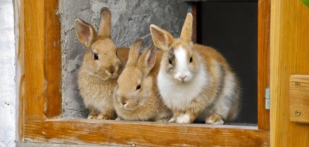 تربية الأرانب في المنزل تربية الأرانب في المنزل