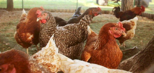 تربية الدجاج البياض تربية الدجاج البياض