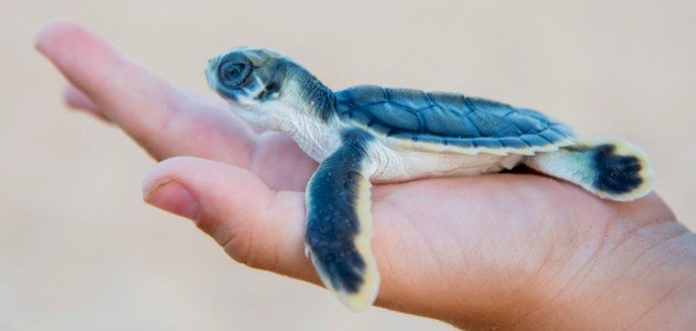 تربية السلاحف البرية