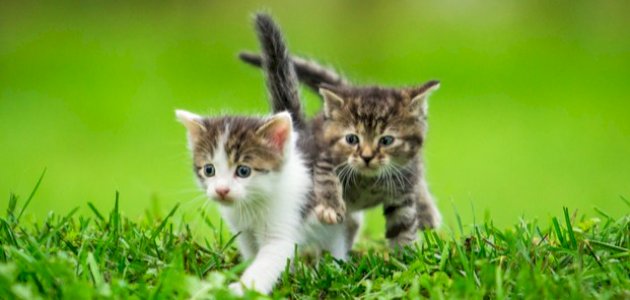 تربية القطط الصغيرة تربية القطط الصغيرة