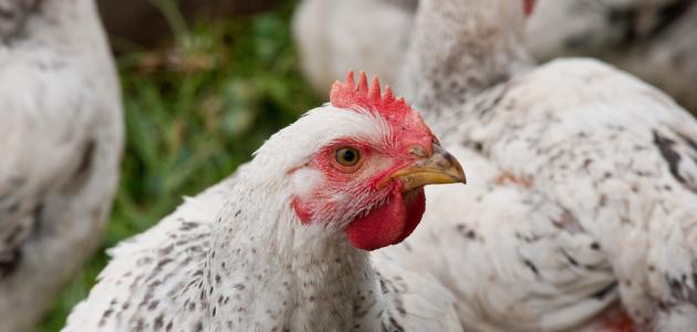 تربية دجاج اللحم تربية دجاج اللحم