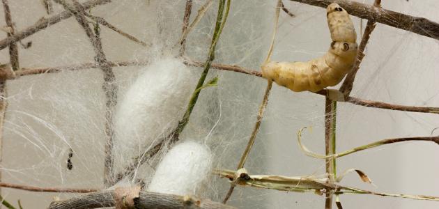 تربية دودة القز تربية دودة القز