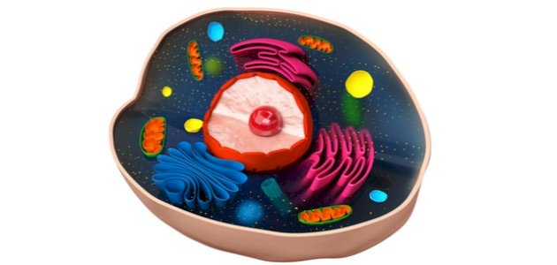 تركيب الخلية ووظائفها تركيب الخلية ووظائفها