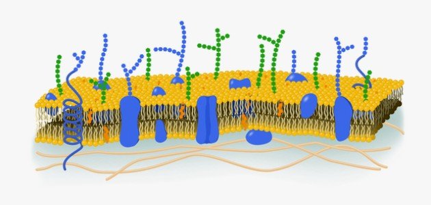 تركيب الغشاء البلازمي تركيب الغشاء البلازمي