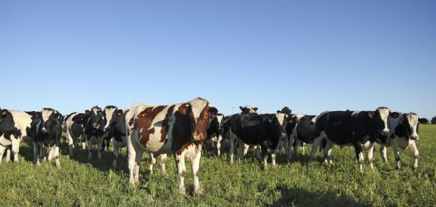 تسمين العجول في المغرب تسمين العجول في المغرب
