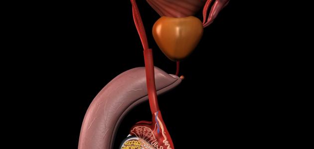 تضخم البروستاتا وعلاجها تضخم البروستاتا وعلاجها