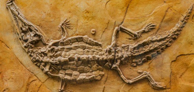 تعريف الأحافير وأنواعها تعريف الأحافير وأنواعها