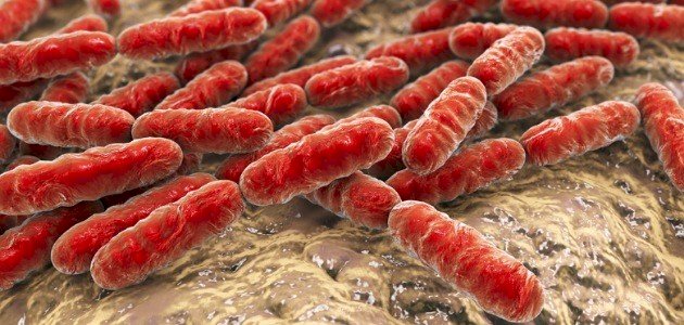 تعريف البكتيريا تعريف البكتيريا