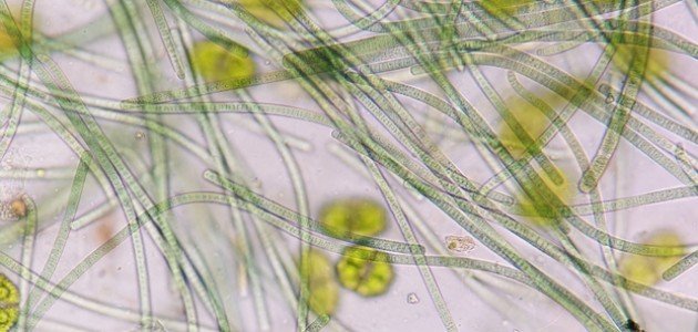 تعريف البكتيريا البدائية تعريف البكتيريا البدائية