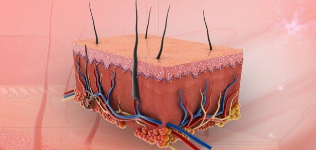 تعريف الجلد