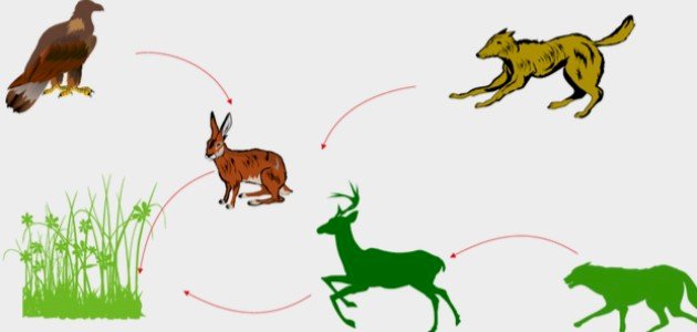 تعريف السلسلة الغذائية